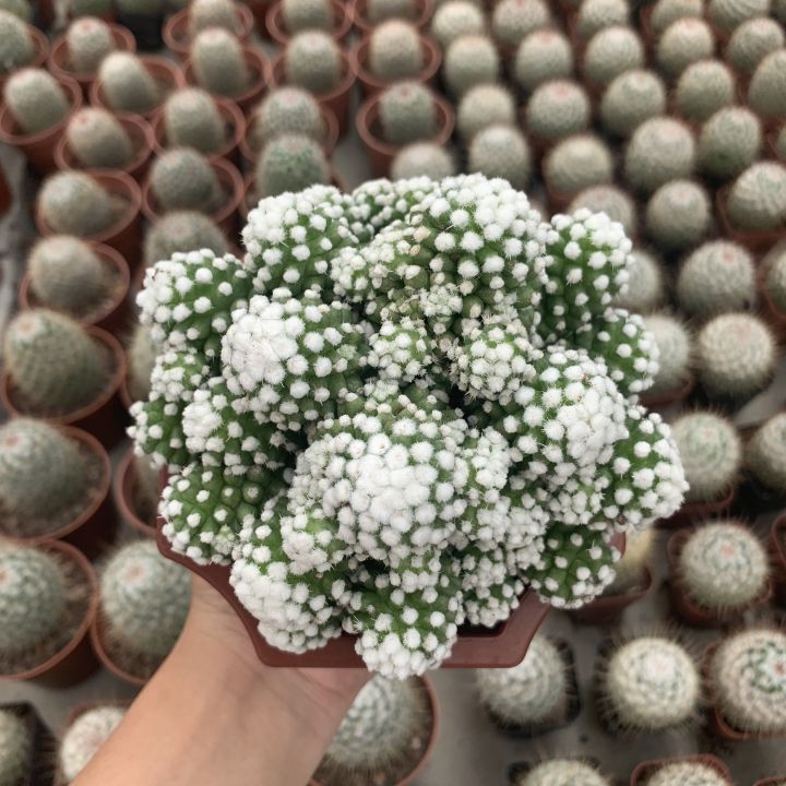 plants-center-พร้อมส่ง-กระบองเพชรไม้ลำ-แคคตัส-cactus-แคคตัส-กระบองเพชร-ไม้กอ-ฟอร์มกอ-mammillaria-gracilis-cv-oruga-8-9cm