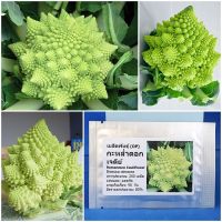 เมล็ดพันธุ์ กะหล่ำดอก เจดีย์ Romanesco Cauliflower Seed 200 เมล็ด คุณภาพดี ราคาถูก ของแท้