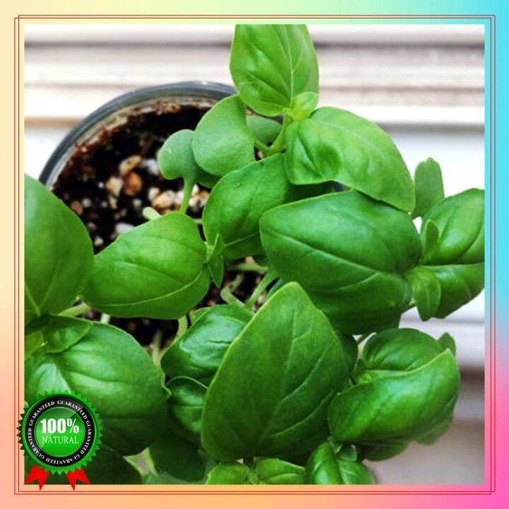 Fast Germination 100 seeds sweet basil seeds Bonsai Seeds Easy To Grow