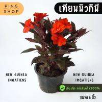 ( Pro+++ ) คุ้มค่า เทียนนิวกินี New Guinea Impatiens/มีหลายสี ดอกสวยมาก ราคาดี พรรณ ไม้ น้ำ พรรณ ไม้ ทุก ชนิด พรรณ ไม้ น้ำ สวยงาม พรรณ ไม้ มงคล