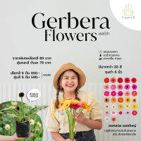 Treeno.9 T305 รวม ดอกเยอบีร่า ฟอร์มใหญ่ที่สุด ก้านยาว มี 24 สี  ถุง  6 นิ้ว สูง 20-70 cm (Gerbera) ไม้ดอกสวยงาม สีสันสดใส ออกดอกเรื่อยๆตลอดทั้งปี