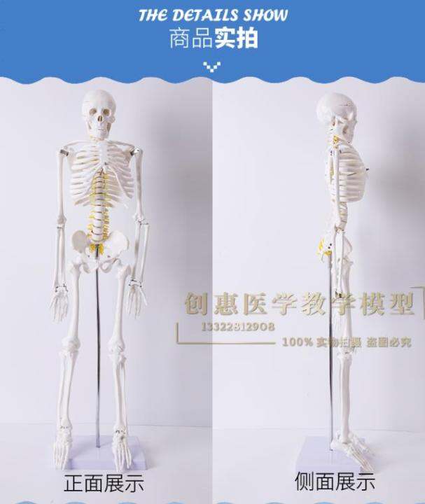 human-body-skeleton-model-85-cm-skeleton-skeleton-skeleton-model-with-neurovascular-muscle-shaded