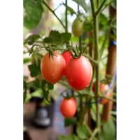 เมล็ดพันธุ์ มะเขือเทศ สีดา แก้มแหม่ม ( Tomato Seeda ) บรรจุ 60 เมล็ด