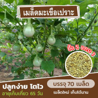 เมล็ดพันธุ์มะเขือเปราะ แบ่งขาย 70 เมล็ด (ซื้อ 5 แถม 1)