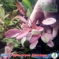 Cryptocoryne Flamingo คลิปฟลามิงโก ต้นไม้น้ำ 2 แบบ