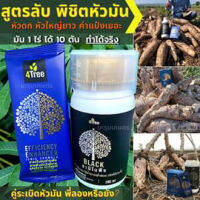 ?? ของแท้ ?% ?? ชุดฉีดมันสำปะหลัง เร่งแป้ง เร่งหัว 4 TREE 1ซอง+อมิโนแบล็ค 250 ml ส่งฟรี