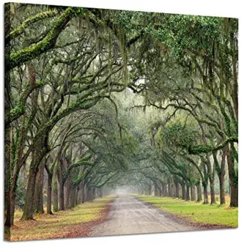 Shop Green Spanish Moss with great discounts and prices online - Oct 2023