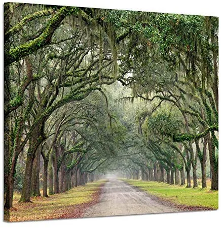 Landscape Artwork Pictures Canvas Prints Spanish Moss Covered Green   F3cac159d56183d67d8078a7b461b9fc  720x720q80  .webp