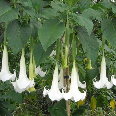 30 เมล็ดพันธุ์ เมล็ด เมล็ดพันธุ์ ต้นดอกระฆัง ดอกลำโพง แตรนางฟ้า Datura metel L. Angel Trumpet Seeds อัตราการงอกสูง 70-80%