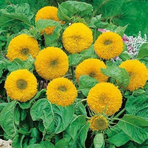 เมล็ดพันธุ์-เทดดี้แบร์-อินพรูฟ-teddybear-sunflower-improve-ทานตะวันดอกซ้อน-60-65-เมล็ด-อัตรางอกสูง