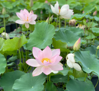 5 เมล็ด บัวนอก บัวนำเข้า บัวสายพันธุ์ RUBY SLIPPER LOTUS สีชมพู สวยงาม ปลูกในสภาพอากาศประเทศไทยได้ ขยายพันธุ์ง่าย เมล็ดสด