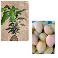 ต้นมะม่มวงแก้มแดง  (Kaemdaeng mango) (เสียบยอด)