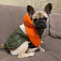 ㍿ Hooded Jacket Coat Large Dog Clothes Jacket Dogs French Bulldog - Waterproof Big - Aliexpress