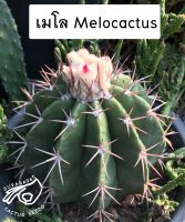 เมโล เมโลแคคตัส เม โล เมลโล เมลโลแคคตัส melocactus เมล็ด melo cactus กระบองเพชร เมโรแคคตัส เมลโรแคคตัส แคคตัส