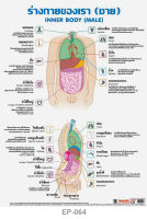 โปสเตอร์ อวัยวะในร่างกาย ผู้ชาย #EP-064 โปสเตอร์พลาสติก PP สื่อการเรียนการสอน สื่อการเรียนรู้
