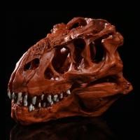 JAPAN โมเดล หัวกะโหลกไดโนเสาร์ Dinosaur Tyrannosaurus Rex วัสดุ เรซิ่น ไทแรนโนซอรัส Skull กะโหลกผี ฮาโลวีน Halloween โครงกระดูก