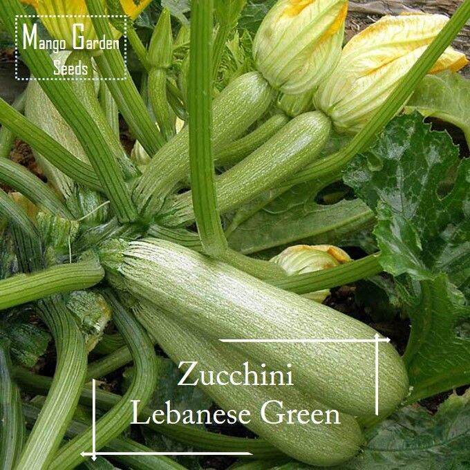 Lebanese Zucchini Squash Seeds 10 Seed *Pot Friendly* Summer Type