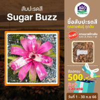 สับปะรดสี Sugar Buzz [แถมกาบมะพร้าว2ลิตร] ขนาดกระถาง 6นิ้วพร้อมปลูก ต้นใหญ่พร้อมจัดสวน จัดส่งแบบถอดกระถาง