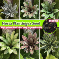 High Quality Mixed Variety Hosta Plantingea Seeds for Sale (50 เมล็ด) Bonsai Flower Seeds Plants Seeds ต้นไม้มงคลสวยๆ ดอกไม้ เมล็ดพันธุ์ เมล็ดบอนสี บอนสีหายาก เมล็ดดอกไม้ บอนสีหายากไทย ต้นไม้ฟอกอากาศ ไม้ประดับ กุหลาบหิน Vegetable Air Plants Home Garden