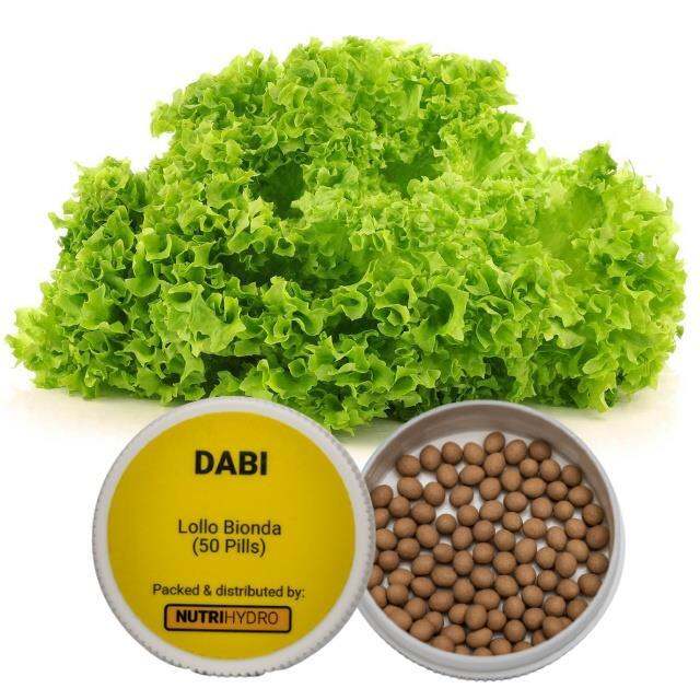 Dabi By Enza Zaden Classic Lollo Bionda Lettuce Seeds 50 Pills Garden Tool Sets Lazada Ph 8824