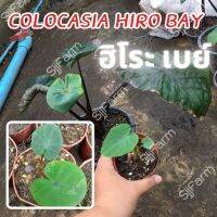 1 ต้น โคโลคาเซีย ฮิโระเบย์ Colocasia Hilo bay ปลูกได้ทั้งแบบบนดินและในน้ำ? จัดส่งแบบยกกระถาง สินค้าพร้อมส่ง