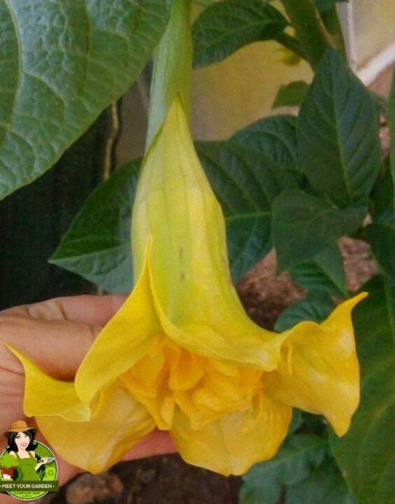 Angel Trumpets Plant Included Pot Pebbles And Soil Lazada Ph