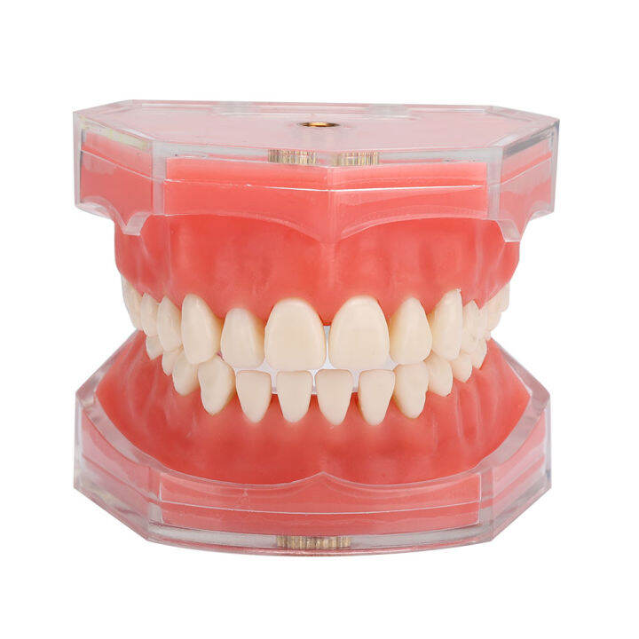 Gingiva Model Removable Teeth Soft Oral Demonstrating Dental Practice ...