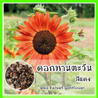 พร้อมส่ง ❗ รหัส 006 ทานตะวันสีแดง ( Red Velvet Sunflower Seed)นำเข้าจากต่างประเทศ คุณภาพดี ราคาถูก เมล็ดพันธุ์ OP ของแท้