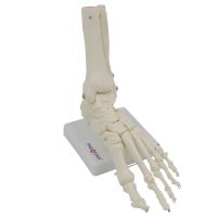 The human foot bone bone model simulation toe joint bone sole of foot ankle medical teaching anatomy