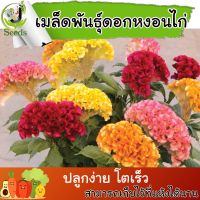 เมล็ดพันธุ์ ดอกหงอนไก่(Celosia Cristata) คละสี 100 เมล็ด ปลูกง่าย ปลูกได้ทั่วไทย #เมล็ดพันธุ์พืช