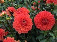 1 เหง้า/ชุุด รักเร่ Dahlia Bulb สายพันธุ์ Blitzer หัวรักเร่ ดอกไม้ ดอกรักเร่ เหง้า นำเข้า ยุโรป หัวสดใหม่ ผ่านการแช่เย็นแล้ว