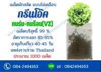 เมล็ด กรีนโอ๊ค ทนร่ม-ทนร้อน(VZ)  ( ไม่เคลือบประมาณ 375-750 เมล็ด)