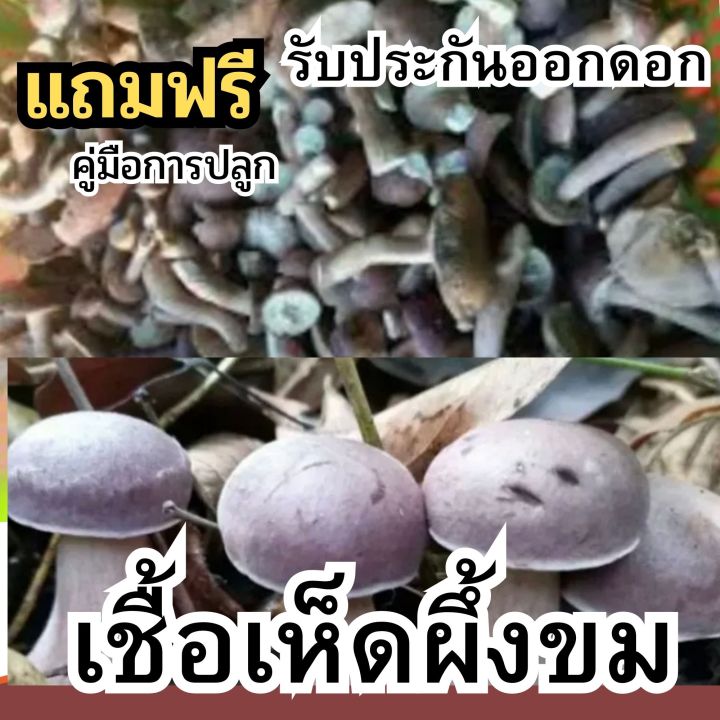 เชื้อเห็ดผึ้งขม-หรือ-เชื้อเห็ดยูคาลิปตัส-เชื้อเห็ด-แบบผง