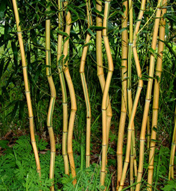 เมล็ดไผ่-เมล็ดไผ่ลำเดี่ยวลำเหลือง-นำเข้า-ชื่อสามัญ-phyllostachys-spectabilis-เป็นไผ่ประดับ-สวยงาม-นิยมมากในต่างประเทศ