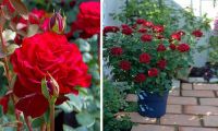 30 เมล็ด เมล็ดพันธุ์ กุหลาบมอญ สีแดง Rose Seed ดอกใหญ่ ดอกหอม นำเข้าจากต่างประเทศ Garden Seeds