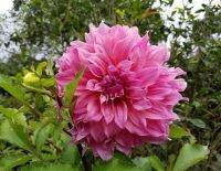 รักเร่ Dahlia Bulb สายพันธุ์ Dah. Arthur Humbly  1 หัว/ออเดอร์ หัวรักเร่ ดอกไม้ หัวหน่อ นำเข้า เหง้า เนเธอร์แลน หัวสดใหม่