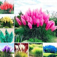 100 เมล็ดหญ้า หญ้าภูเขา หญ้าแพมพัส Pampas grass แปมปัส นำเข้าจาก USA อัตราการงอก 80-85%