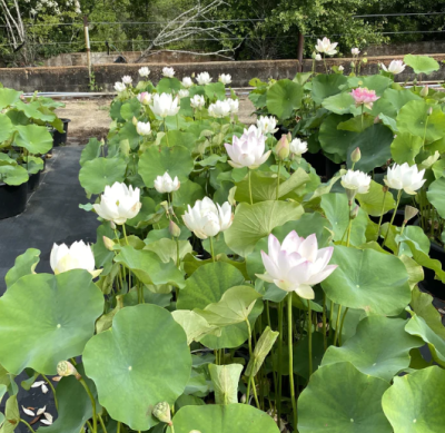 5 เมล็ด บัวนอก บัวนำเข้า บัวสายพันธุ์ Decorated Lantern White Lotus สีขาว สวยงาม ปลูกในสภาพอากาศประเทศไทยได้ ขยายพันธุ์ง่าย เมล็ดสด