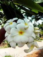 ลีลาวดีสีขาว(3 กิ่ง)ยาว30ซม.จำปา จำปาลาว จำปาขอม Frangipani, Plumeria Temple Tree Graveyard Tree(สินค้าพร้อมส่ง)