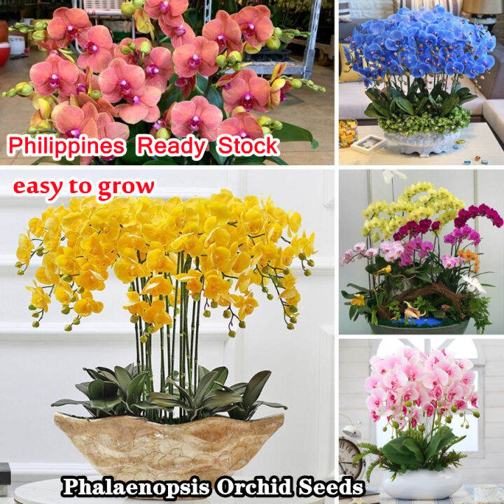 [Big Discounts] 50 Pcs/bag Phalaenopsis Orchid Flower Seeds Plants for
