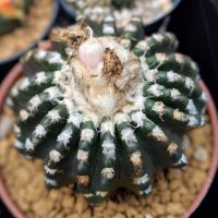 เมล็ดพันธุ์ discocactus horstii ดิสโก้ ฮอสทิไอ 20 เมล็ด cactus กระบองเพชร แคคตัส