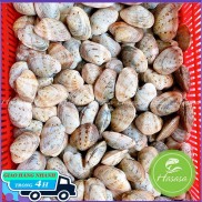 Ngao 2 cồi sống - loại lớn 8 - 12 con kg - túi 1kg - giao ngay tại hcm