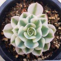 เมล็ดพันธุ์ Echeveria compton carousel ไม้อวบน้ำหายาก Succulent seeds 30 เมล็ด