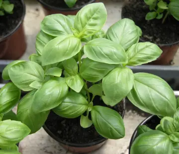 Shop Thai Basil Leaves online Lazada .ph