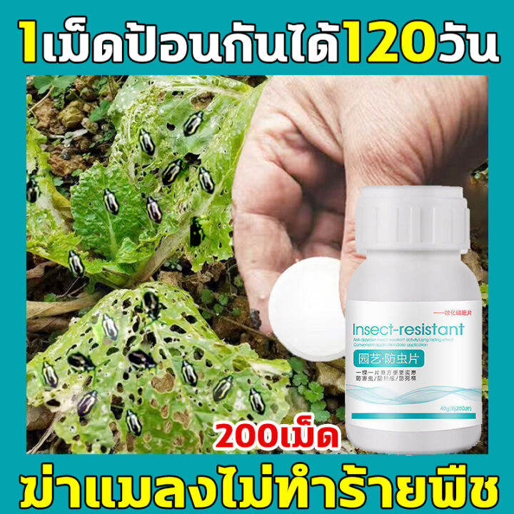 yyfcp-ยาฆ่าแมลงกินใบ-1เม็ดใช้ได้120วัน-ยาเพลี้ย-40g-200เม็ด-ฆ่าแมลงเท่านั้น-ไม่ทำร้ายพืช-ยากำจัดแมลงพืช-ป้องกันรากเน่า-ปรับปรุงดิน-ยาฆ่าแมลง-กำจัดแมลงได้กว้างขวาง-เพลี้ยไฟ-แมลงหวี่ขาว-ยาฆ่าเพลี้ย-สารก