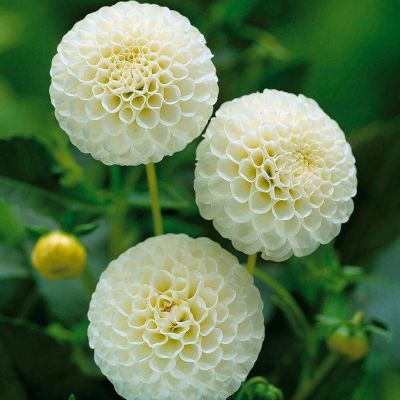 เมล็ดพันธุ์ dahlia pinnata pompon 30 เมล็ด เมล็ดพันธุ์นำเข้าจาก อังกฤษ