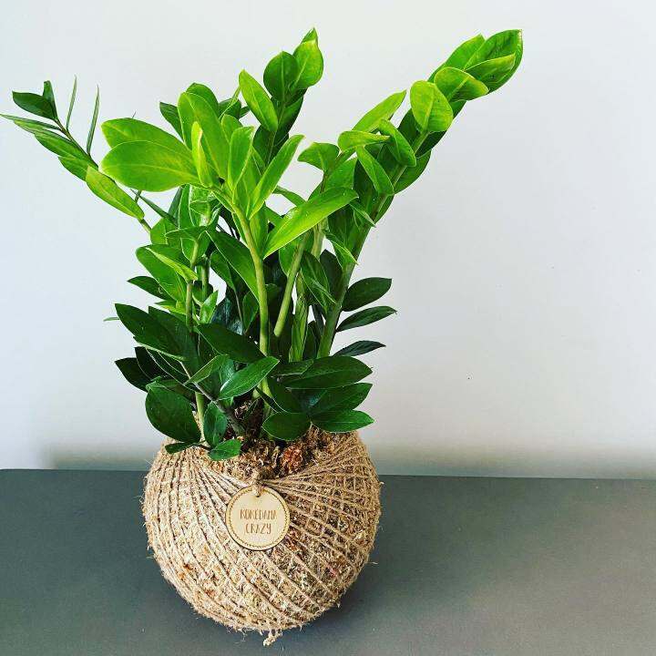 Kokedama Crazy + ZZ plant ( Kokedama pot sabut kelapa ) EXTRA DISCOUNT