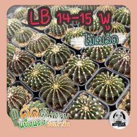 ต้นยิมโน LB2178 14-15พู ตัวแท้ ( ต้นกระบองเพชร Gymnocalycium mihanovichii LB2178 Agua Dulce ) ?ต้นแคคตัส❤️