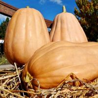 เมล็ดพันธุ์ ฟักทอง เคนตักกี้ ฟิวด์ Kentucky Field Pumpkin Seed 15 เมล็ด คุณภาพดี ราคาถูก ของแท้ 100%