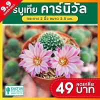 รีบูเทีย คาร์นิวัล รีบูเทีย ดอกชมพู (Rebutia) แคคตัส กระบองเพชร สายดอก